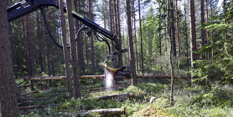 Samarbeidsprosjektet skal skape vekst og innovasjon i bruk av skogressurser på begge sider av grensen.