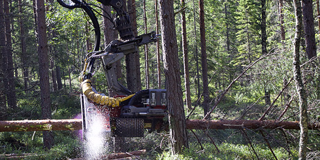 Samarbeidsprosjektet skal bidra til vekst og innovasjon på begge sider av grensen basert på råvarer fra skogen.